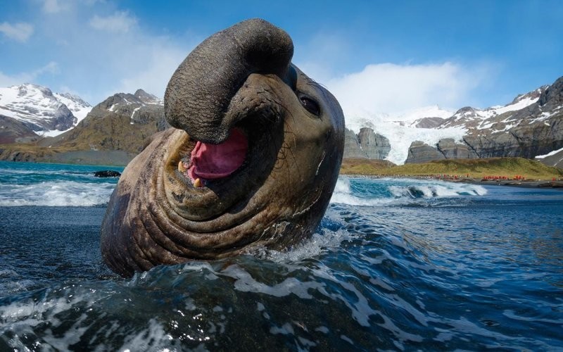 Большой гарем и хобот, который манит самок:10 интересных фактов про морских слонов