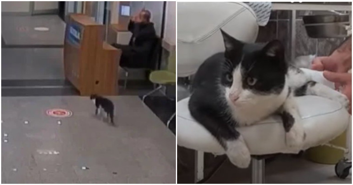 В Турции котик сам пришел в больницу за помощью
