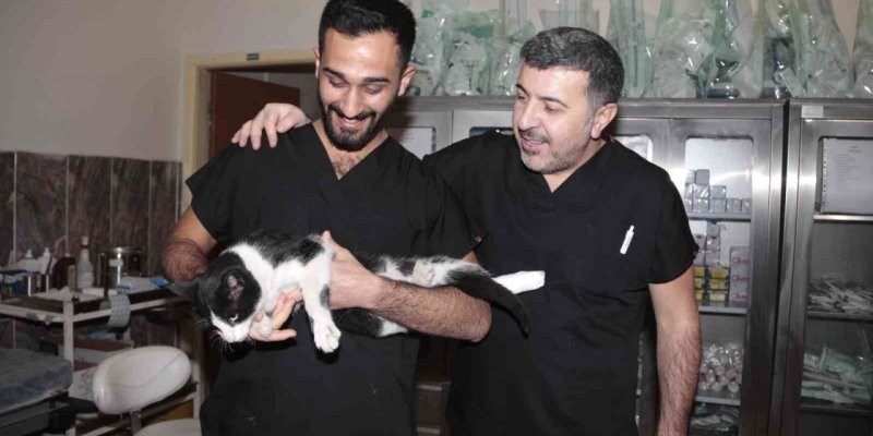 В Турции котик сам пришел в больницу за помощью