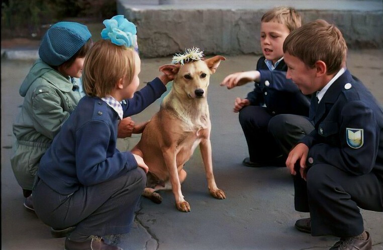 Венок для собаки в День знаний. Новокузнецк, 1983 год.  Почти в каждом дворе был свой любимец.