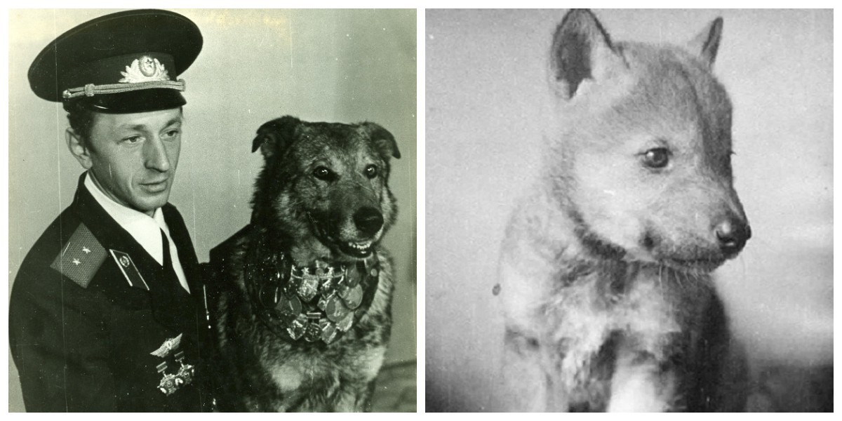 Удивительная Вальта: хищница, которую удалось превратить в розыскную собаку