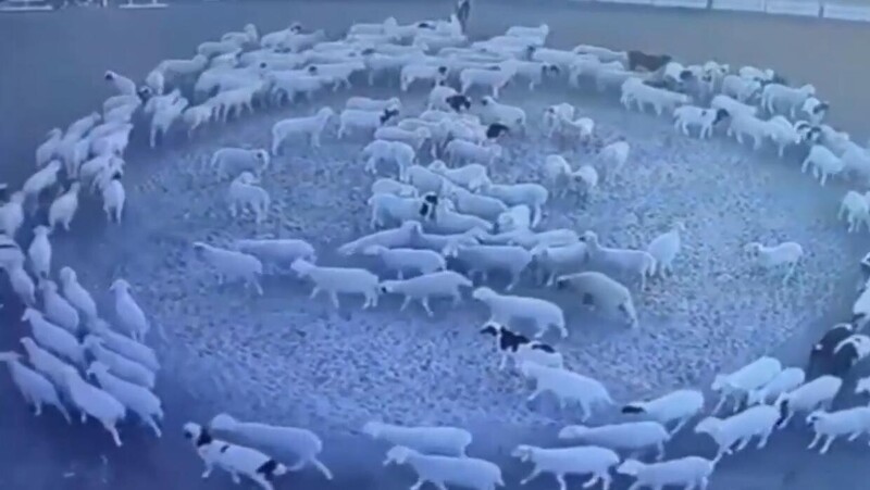 В Китае стадо овец уже 2 недели бегает по кругу