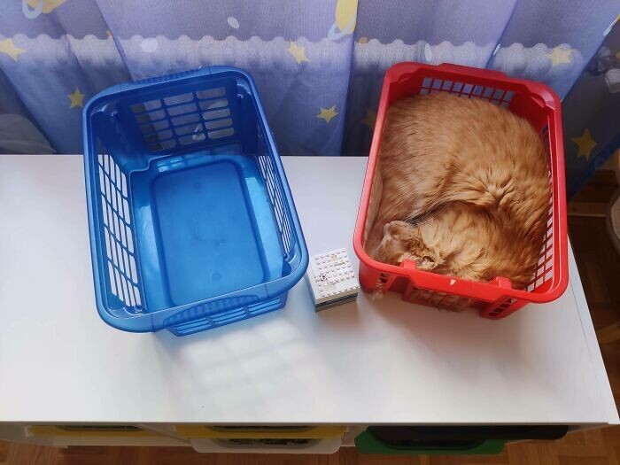 Инструкция, как заманить кота в ловушку: поставьте ящик или коробку. Ждите