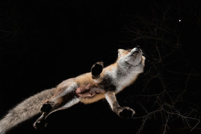Однажды фотограф заметил, что Рокси пришла без меха на животе. Обычно лисицы так делают, когда только родили малышей, чтобы обеспечить им доступ для кормления