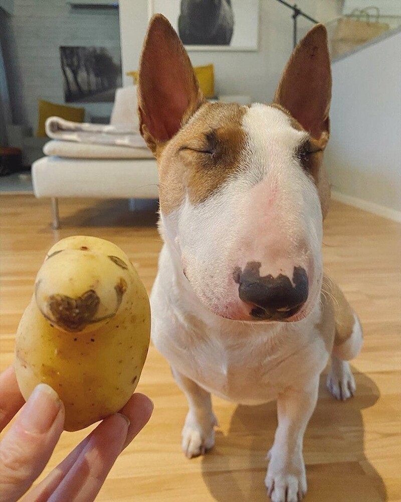 "Кого-то мне эта картофелина напомнила.."