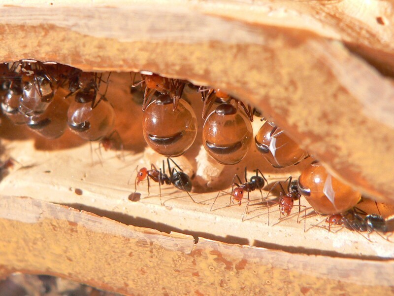Медовые муравьи - труженики, производящие мёд