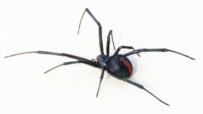8. Красноспинный паук (австралийская вдова)
