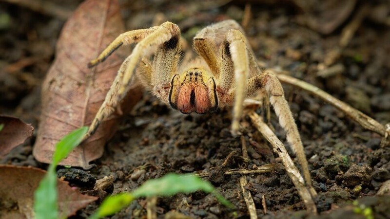 4. Бразильский странствующий паук