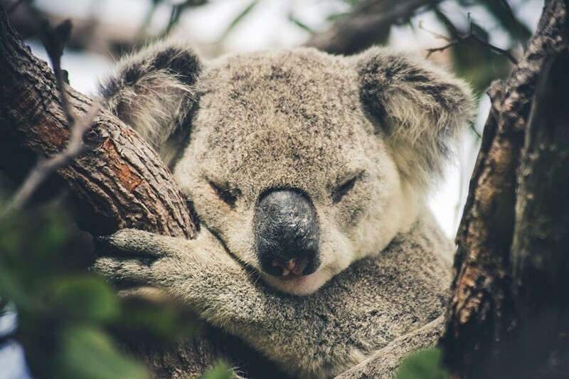 Сонная коала в Квинсленде, Австралия