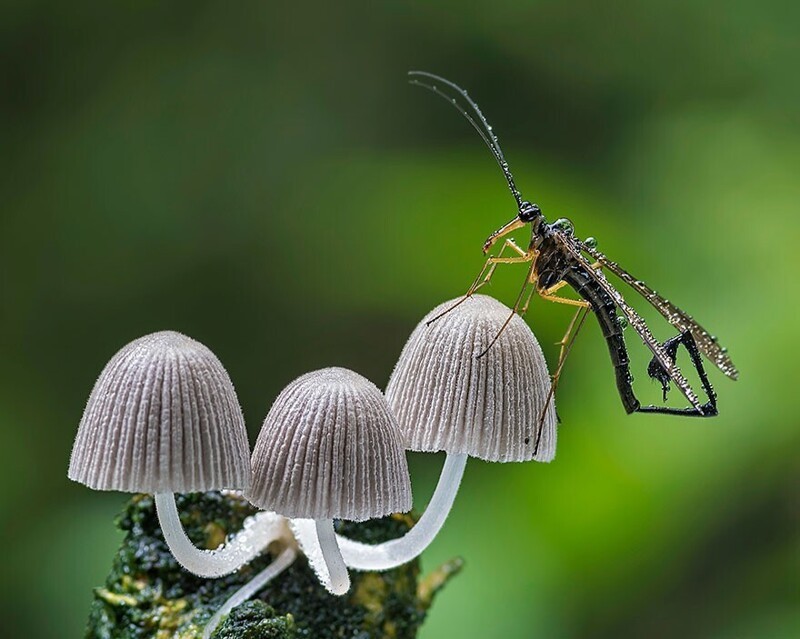 Скорпионница сидит на грибочках