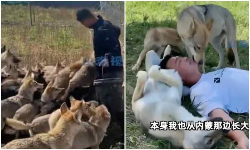 В Китае работник заповедника стал лучшим другом волков