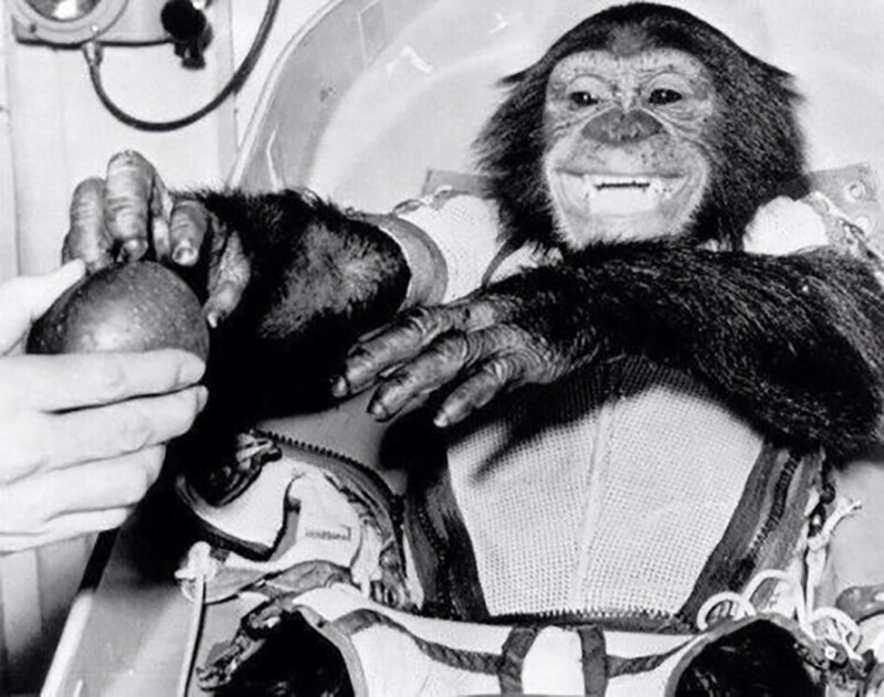 Астронавт шимпанзе получает яблоко после первого успешного полета в космос, США, 1961 год