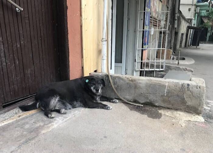 Бездомная собака стала городской достопримечательностью и получила отметку на гугл-карте