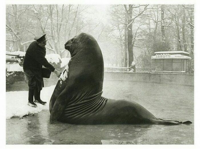 18.  Роланд, морской слон весом 1,8 тонны, принимает ванну в Берлинском зоопарке. Фотография 1930 года