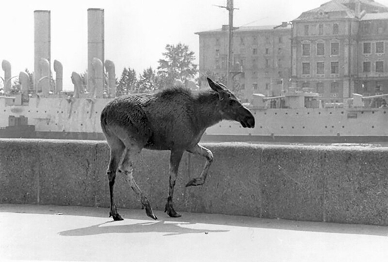  Лось на Пироговской набережной. 1960 год