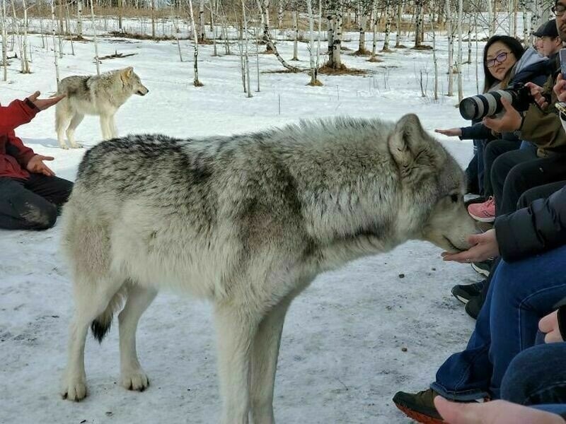 12 собак-красавцев, у которых в родственниках есть волки