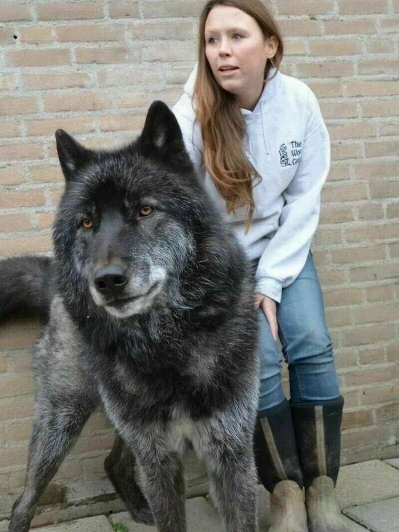 12 собак-красавцев, у которых в родственниках есть волки