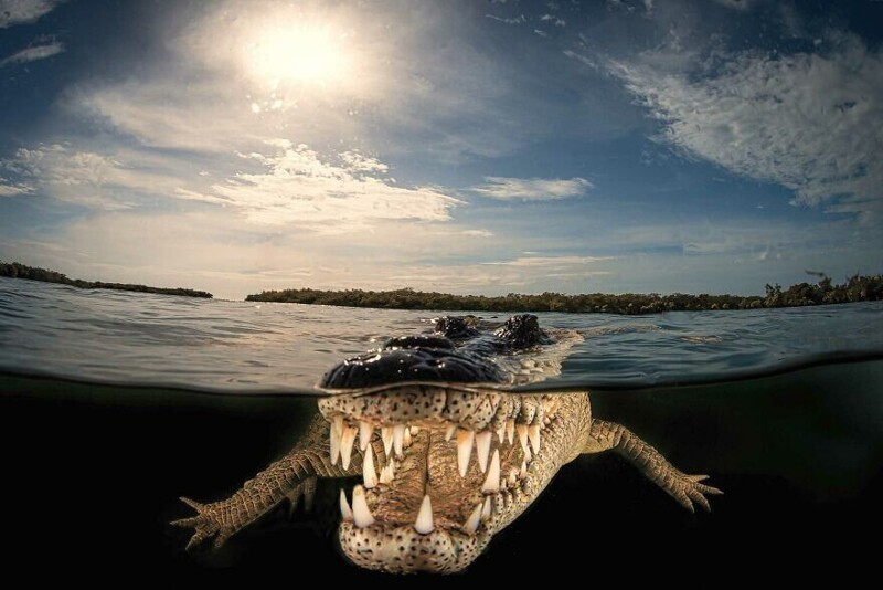 6. "Мир крокодила", Массимо Джорджетта. Выбор жюри, номинация "Портреты животных"