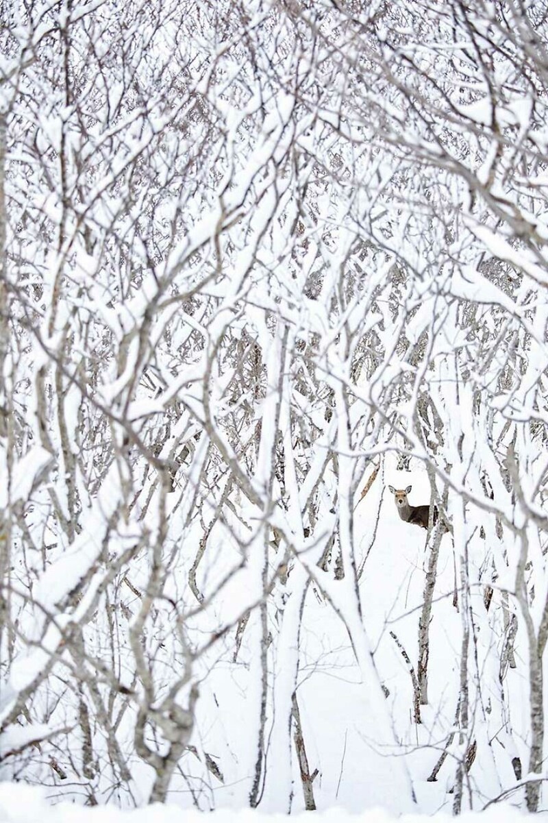 5. "Пусть идёт снег", Филипп Рикордель. Выбор жюри, номинация "Дикая природа и животные в их среде обитания"