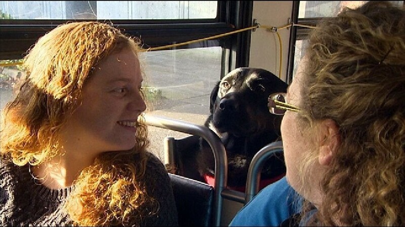 Самостоятельная собака ездит на автобусе в парк