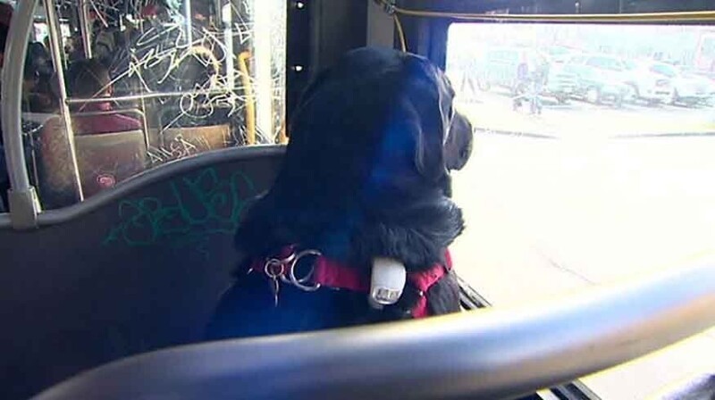 Самостоятельная собака ездит на автобусе в парк