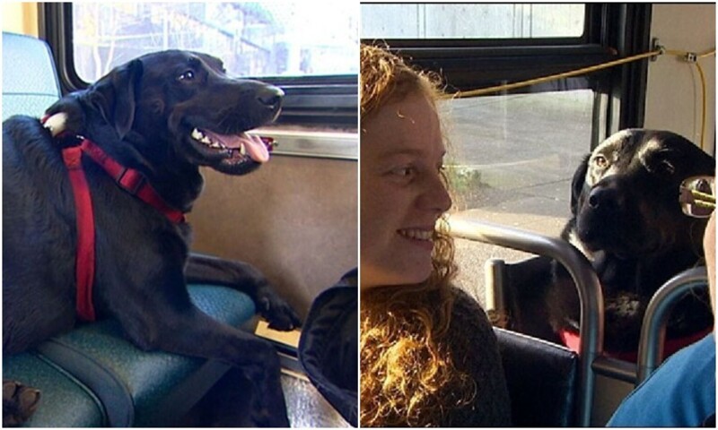 Можно ездить на собаке. Собака катается в автобусе. Ездить на общественном транспорте. Автобус в Черногории с собакой. Как звали человека который ездил на собаке.