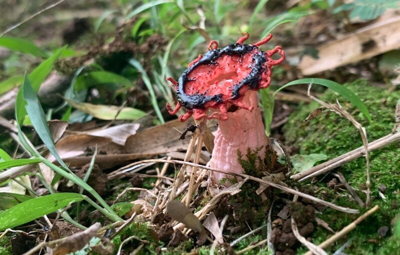 Aseroe rubra, гриб известный как "анемон вонючий"