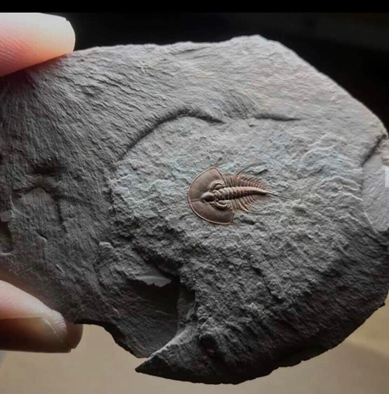 Прекрасно сохранившаяся окаменелость возрастом 500 миллионов лет