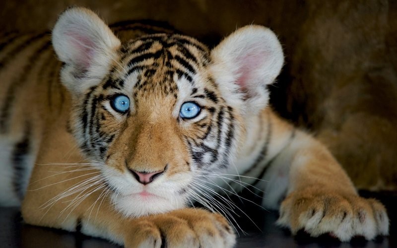 10 фотографий тигрят