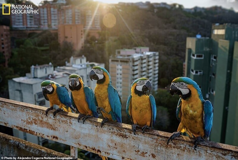 Сине-желтые ара. Алехандро Сегарра