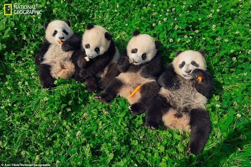 Детеныши панды. Ами Витале