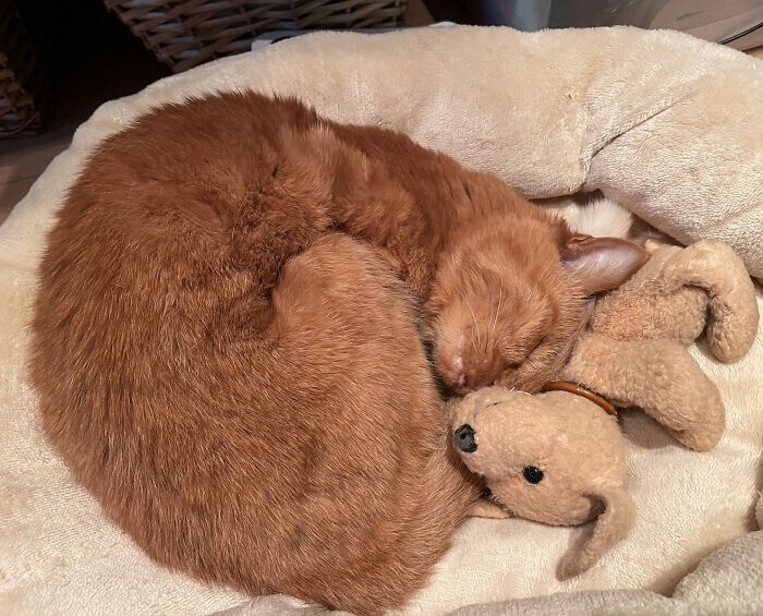 Пожилая кошка спит со своей игрушкой из детства