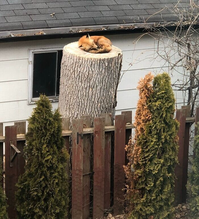 Лисица уснула на срубе дерева