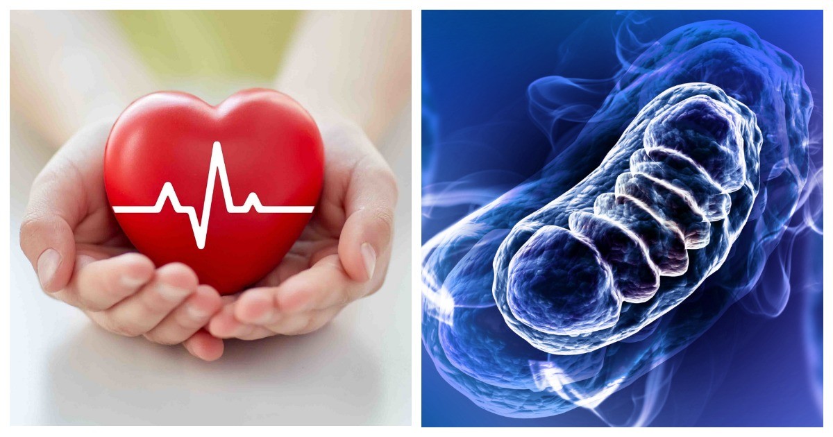 Сердце: почему главная мышца в нашем теле выдерживает такие нагрузки