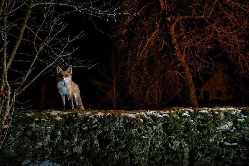 К фотографу наведывалась лисица, и он сделал потрясающие фотографии