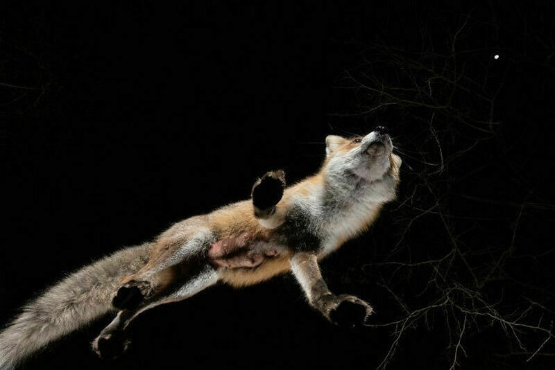К фотографу наведывалась лисица, и он сделал потрясающие фотографии