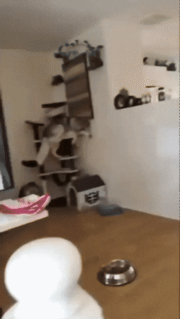 Сломал кошкин дом