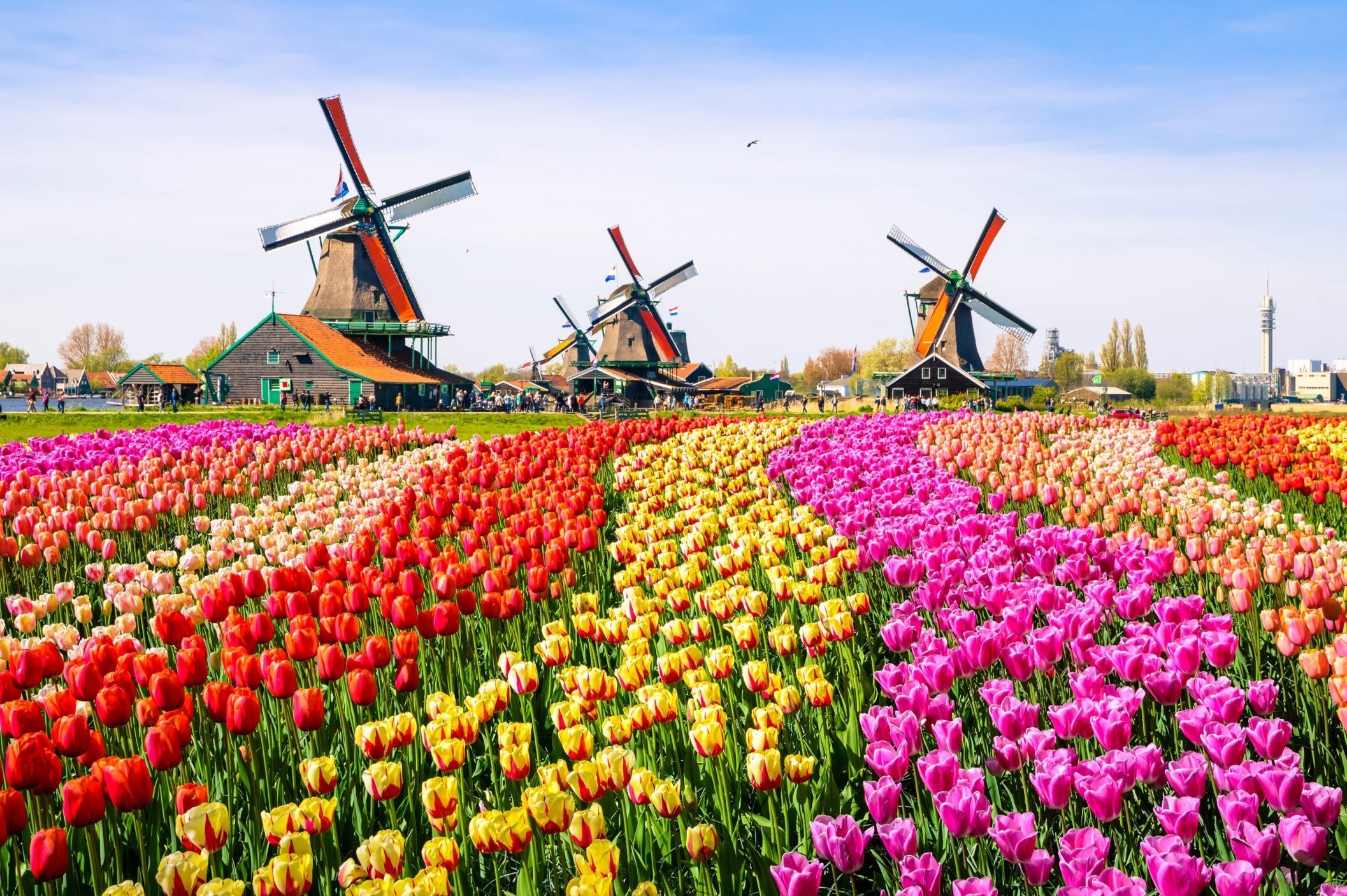 Амстердам мельницы и тюльпаны