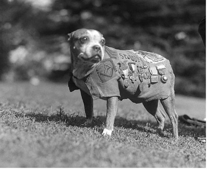4. Стабби, боевой пес, удостоенный наибольшим количеством наград в истории. Он спас целую роту от отравления зарином во время Первой мировой войны.