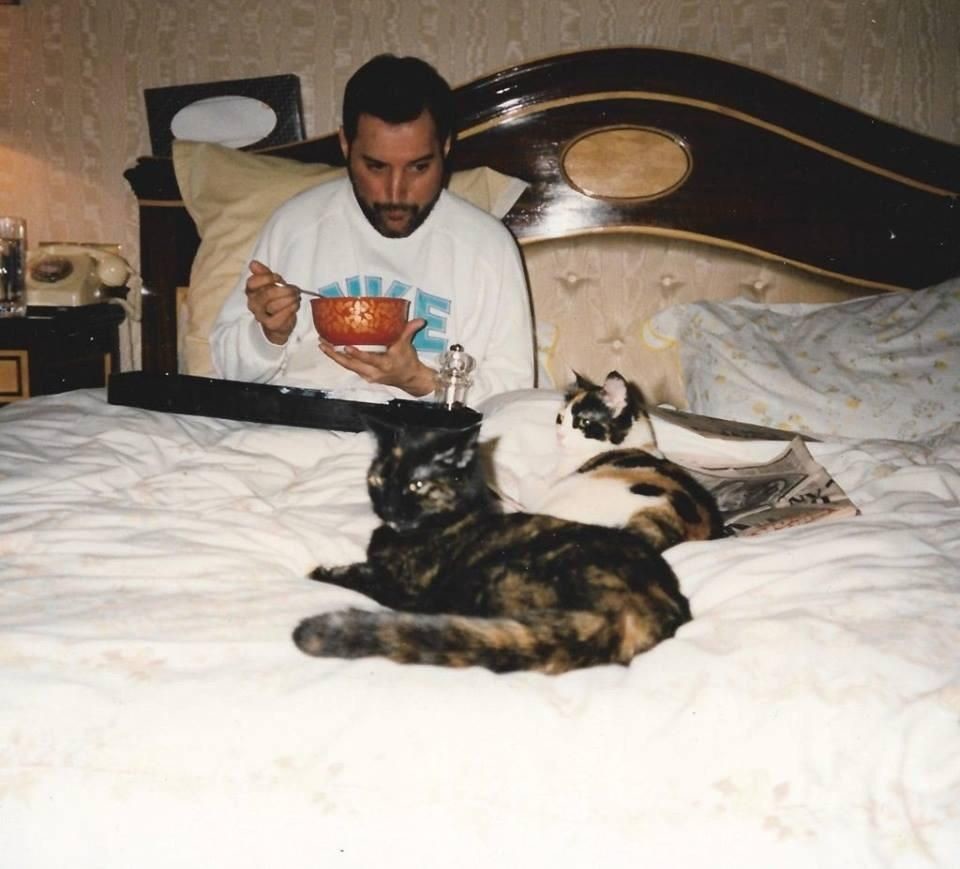 2. Фредди Меркьюри в постели со своими кошками, 1980-е