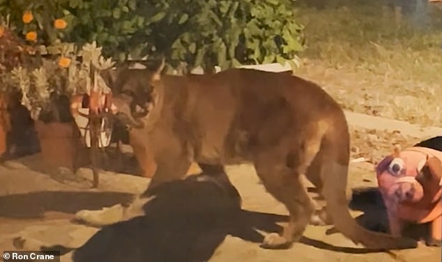 Американка засняла на видео пуму, которая пыталась утащить ее собаку из дома