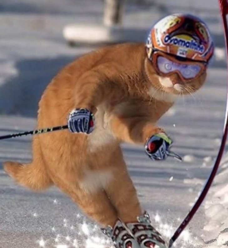 Невероятно забавные фотографии животных-спортсменов