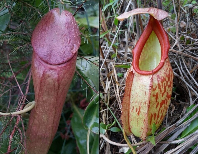 Nepenthes Holdenii - плотоядное кувшинное растение, известное своим пенисоподобным внешним видом