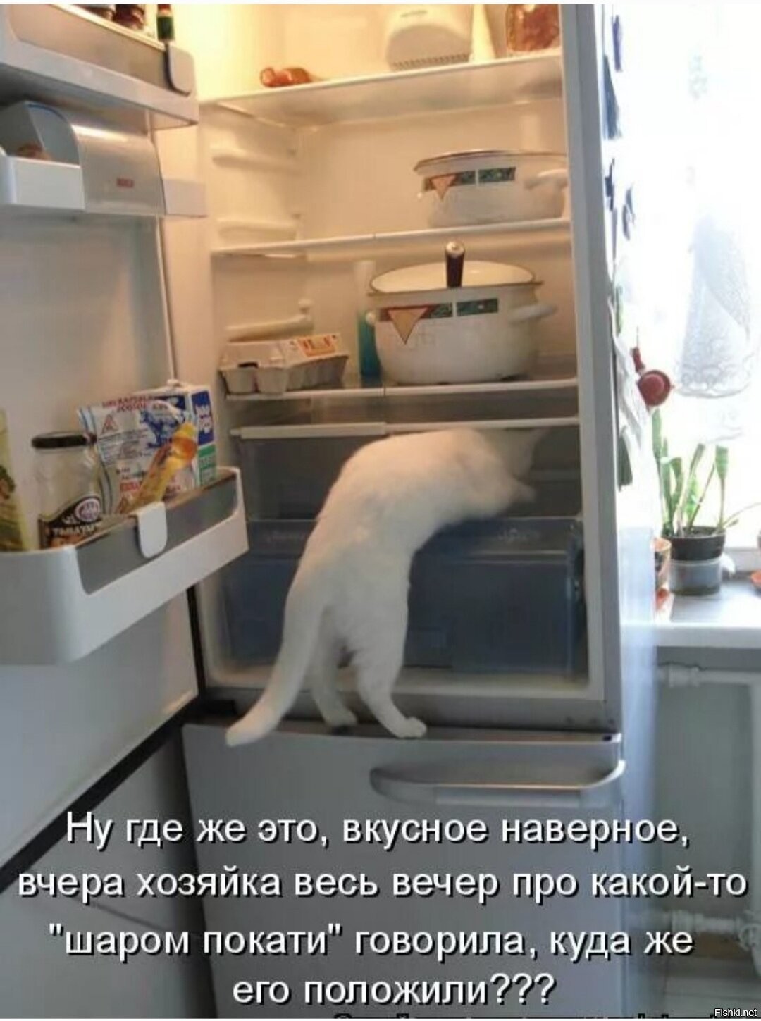 Котик в холодильник заглядывает