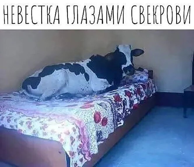 Смешные и познавательные картинки