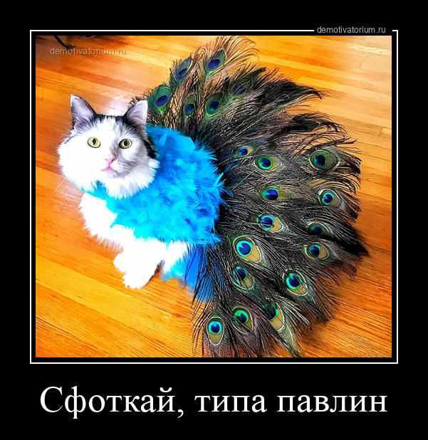 Сфоткай, типа павлин