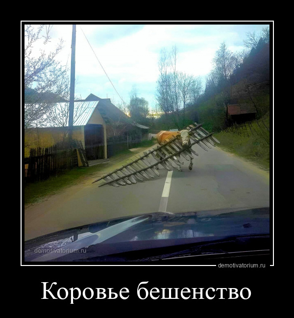Коровье бешенство
