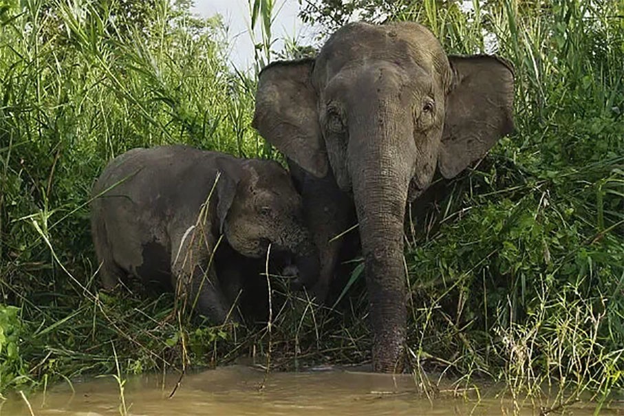 Борнейский слон: Крошечные островные слоны весом всего 500 кг. Эти