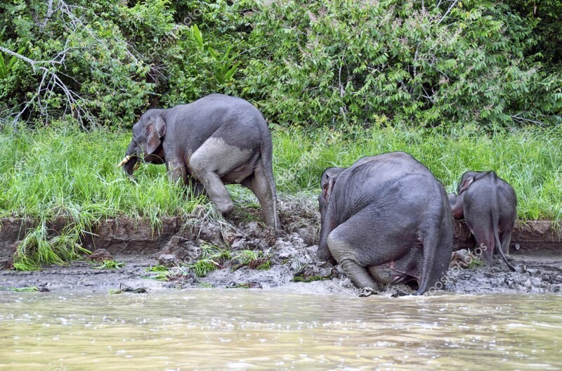 Борнейский слон: «Крошечные» островные слоны весом всего 500 кг. Эти редкие звери хранят великую тайну своего прошлого