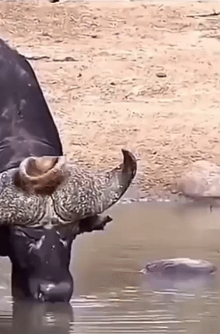 Гнездо из подручного животного